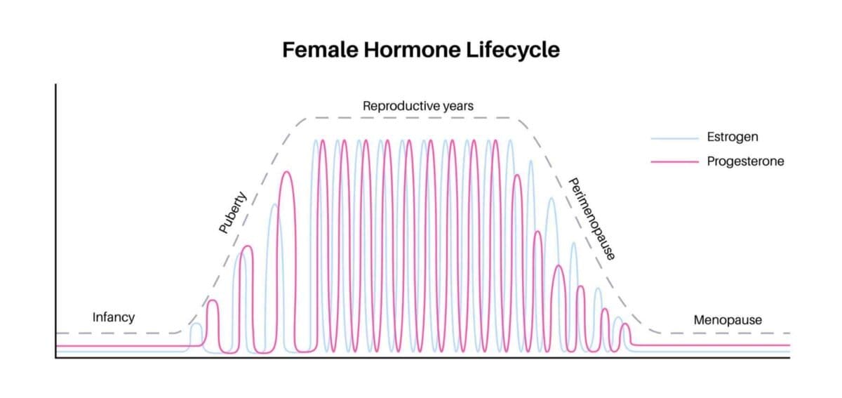 Female Hormone Lifecycle