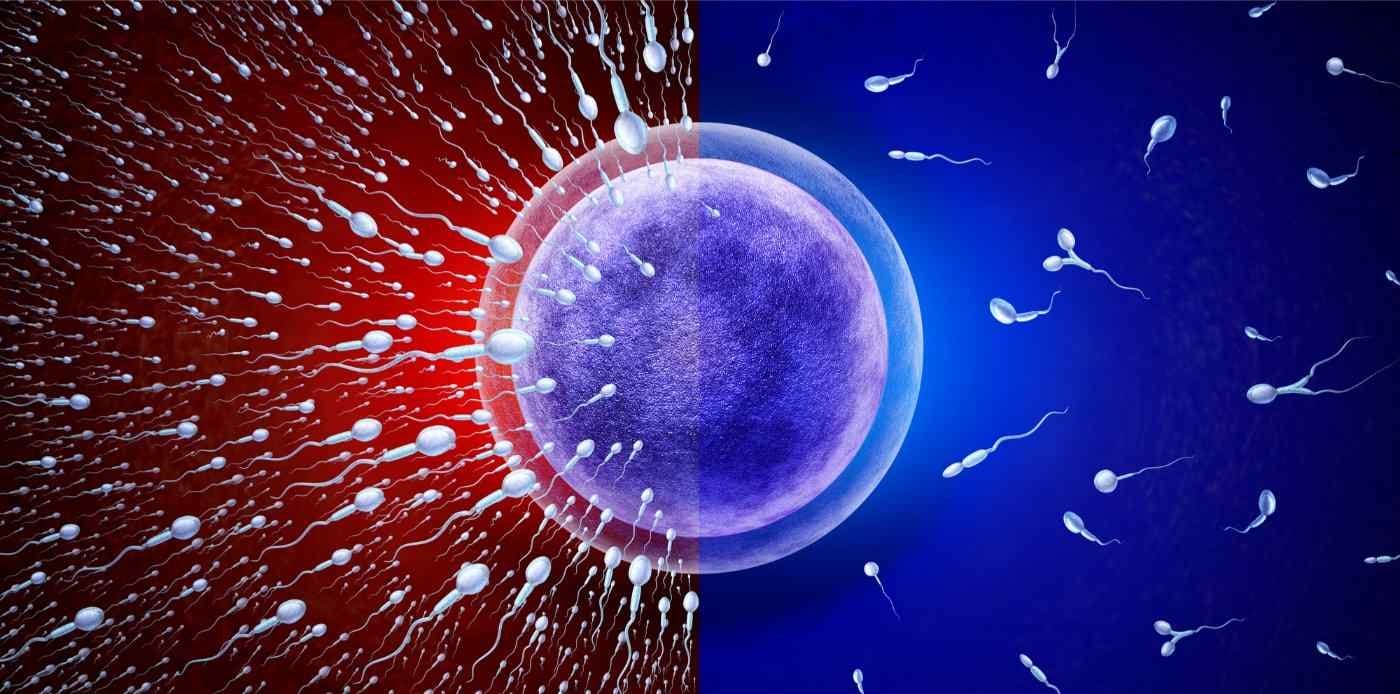 male fertility or infertility, sperm racing