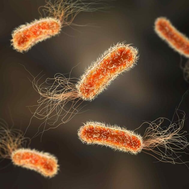 Uti Bacteria